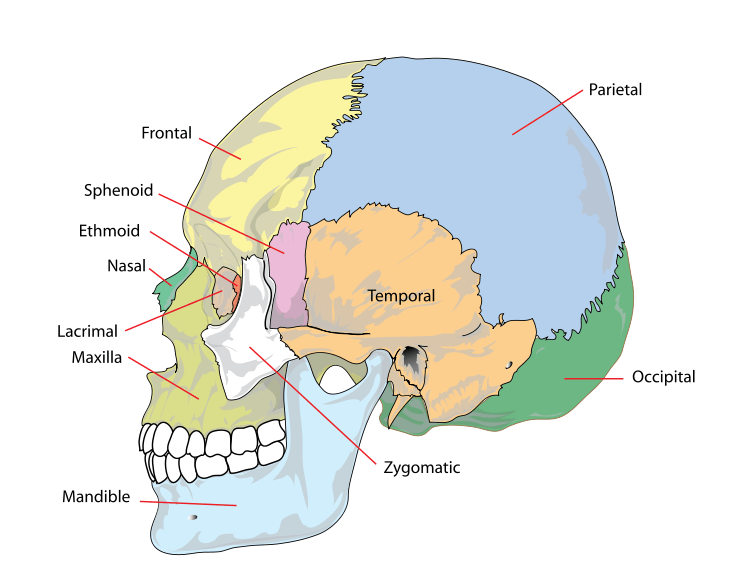 Simplified image of the human skull