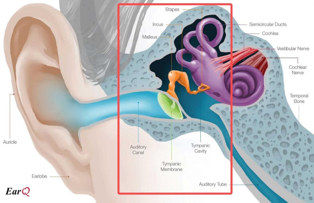 The Middle Ear (From www.earq.com)