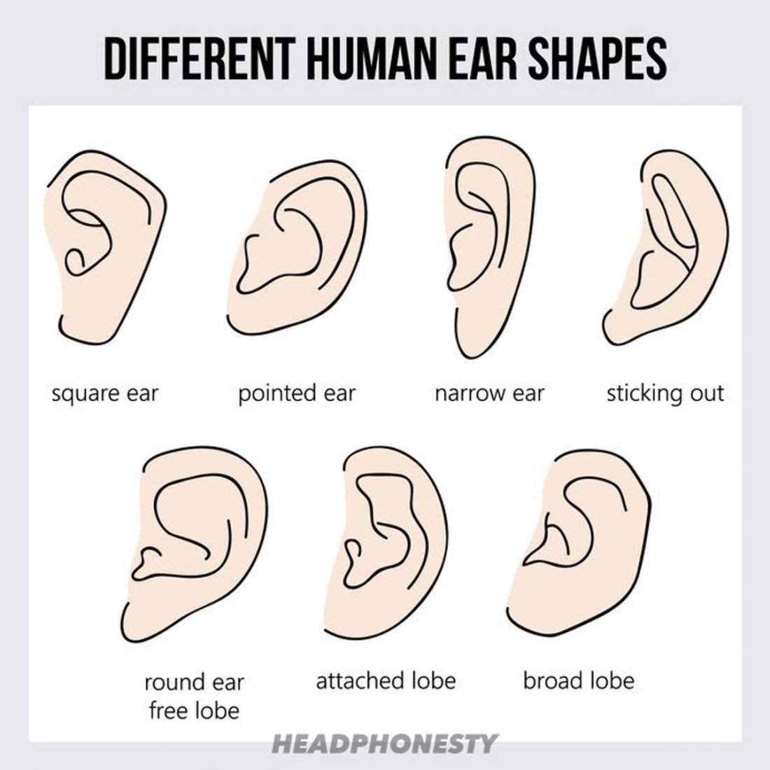 Square ear, pointed ear, narrow ear, sticking-out ear, round ear free lobe, attached lobe, and broad lobe (From: 123rf)