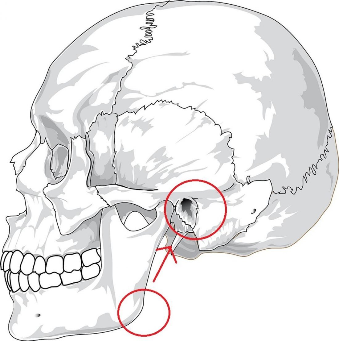 Anatomic illustration of the distance between the ear and the jaw. (From Pixabay)