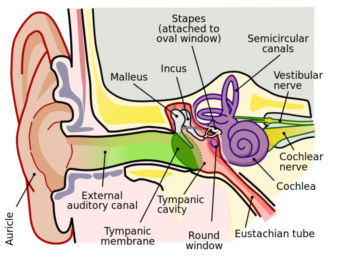 Anatomy of the human ear (From: Wikimedia Commons)