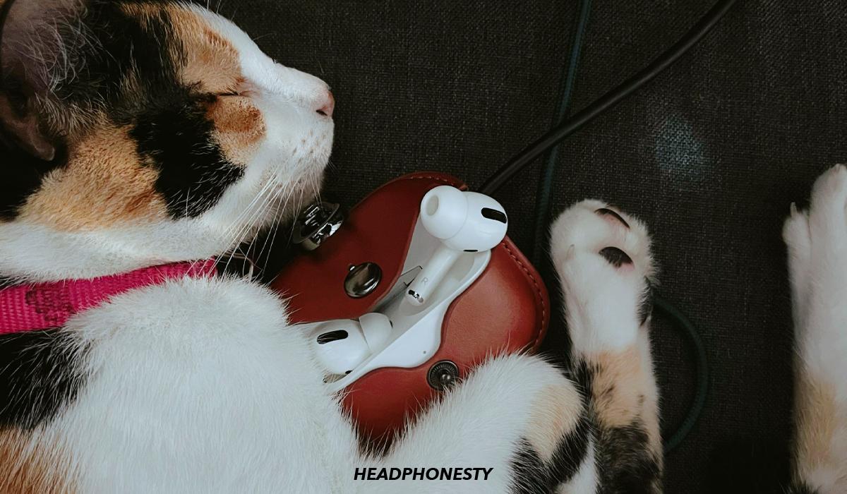 Cat hugging AirPods Pro protectively