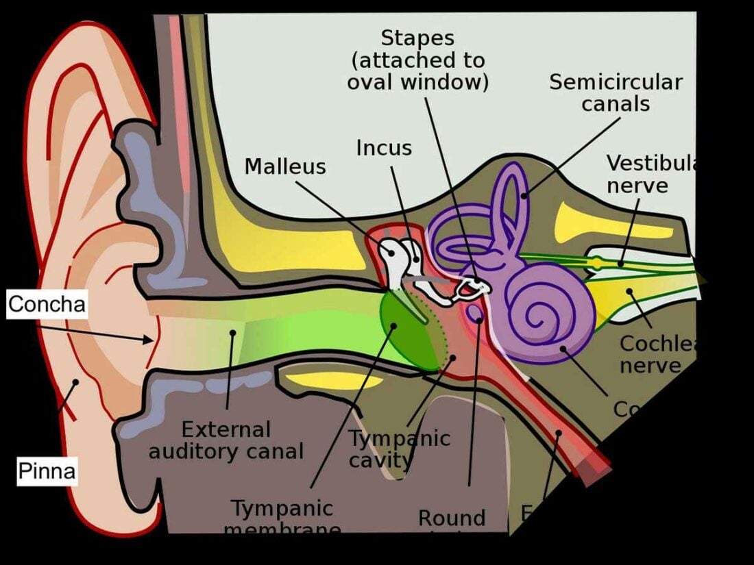 The Hearing Mechanism (From Wikipedia)