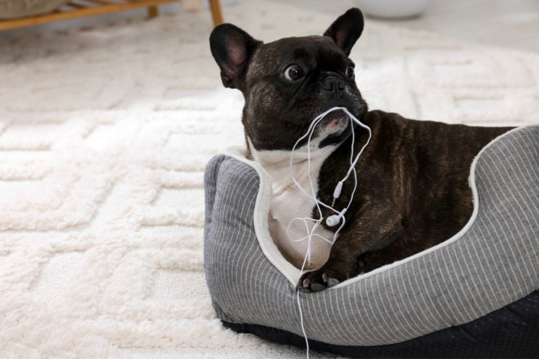 Dog chewing on headphone wire.
